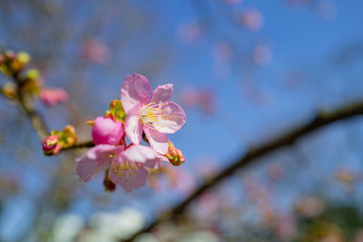 Close-up of pink cherry blossom