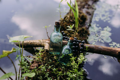 Close-up of potted plant on glass