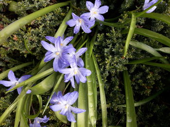 Close-up of purple flowers in water