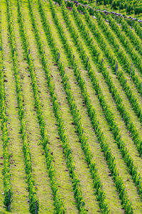 Full frame shot of farm