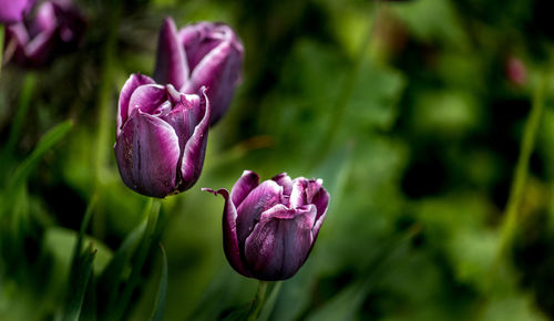 Close-up of pink rose flower