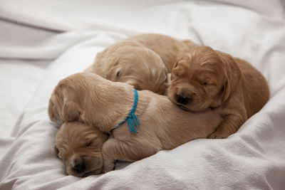 Dog sleeping on bed