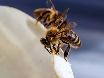 Close-up of bee on flower