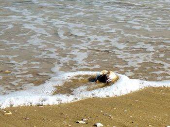 High angle view of horse on beach