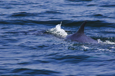 View of fish swimming in sea