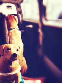 Close-up portrait of dog