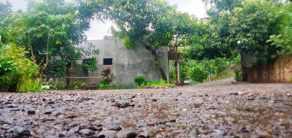 Road amidst trees and buildings