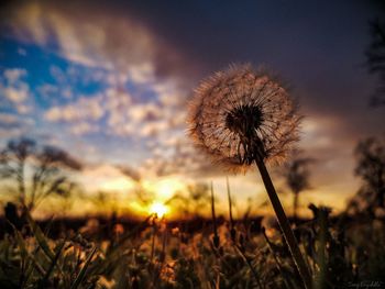 Close-up of dandelion on field against sky at sunset