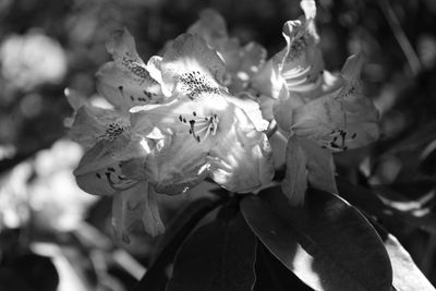 Close-up of flowers blooming outdoors