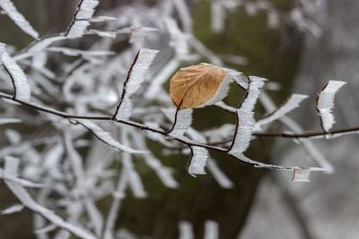 Close-up of leaves