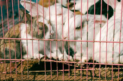 Close-up of rabbit in pen