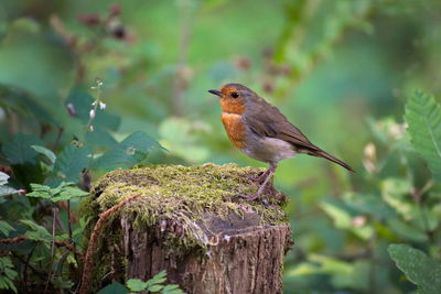 Close-up of bird perching on tree