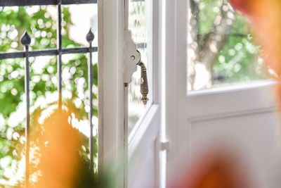 Close-up of a cat looking through window