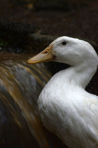 Close up white duck
