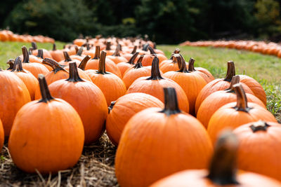 Close-up of pumpkins on field