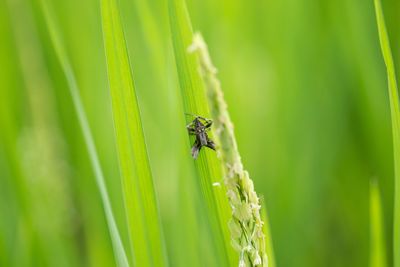 Close-up of insect on grass