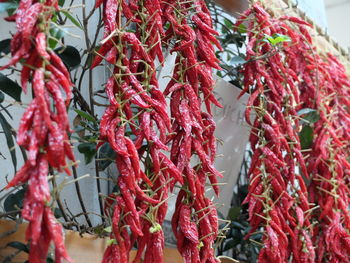 Close-up of red chili peppers hanging outdoors
