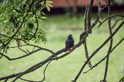 Close-up of bird perching on branch