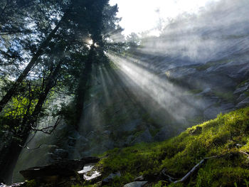 Scenic view of sun shining through forest