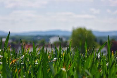 Close-up of fresh plants on field against sky