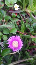 Close-up of flowers