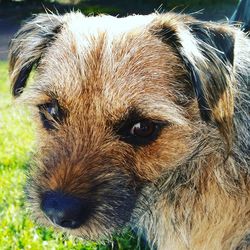 Close-up portrait of dog