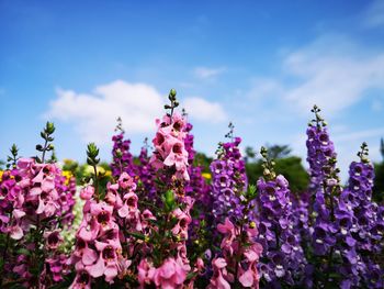 Close-up of purple flowering plants on field against sky