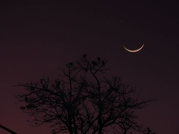 Low angle view of silhouette tree against sky at night