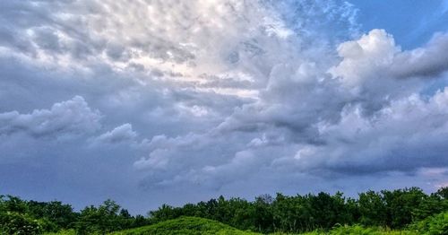 Low angle view of trees against sky