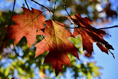 Close-up of maple leaves during autumn