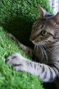 Close-up of tabby cat