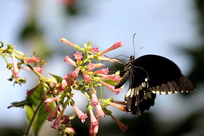 Close-up of butterfly pollinating on flower