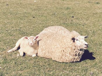 View of sheep on field