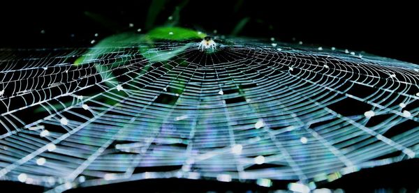 Close-up of spider web