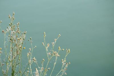 Close-up of flowering plant against the water