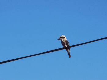 Low angle view of kookaburra perching on cable against clear sky