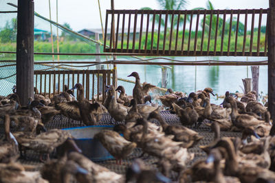 View of birds in railing against sky