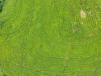 Full frame shot of green field