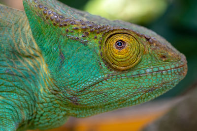 Close-up of a lizard