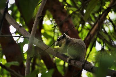 Portrait of a squirrel on branch