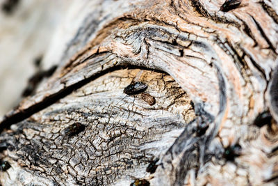 Close-up of tree trunk