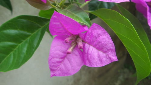 Close-up of pink flower blooming outdoors