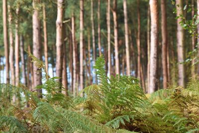 Pine trees in forest