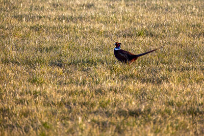 Bird on grassy field