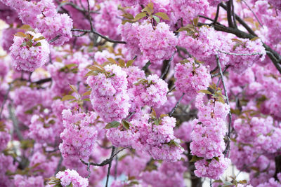 Close-up of pink cherry blossom