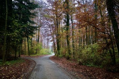 Road amidst trees in forest during autumn