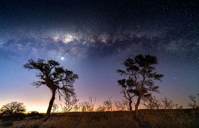 Low angle view of tree against sky at night