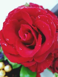 Close-up of wet red rose