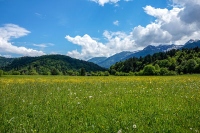 Scenic view of field against sky