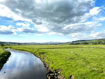 Looking over the, river ribble, to sheep grazing in a field, near, long preston, skipton, uk